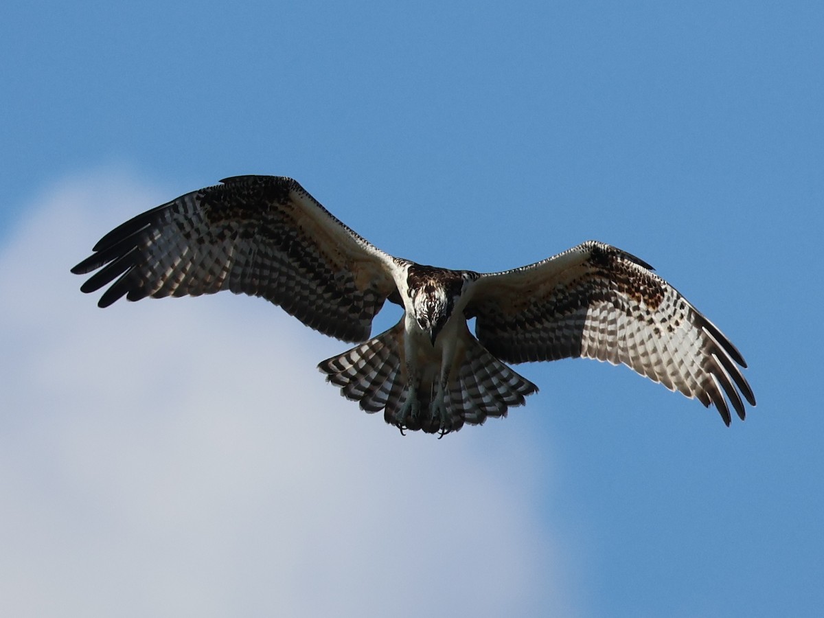 Osprey (American) - ML641334074