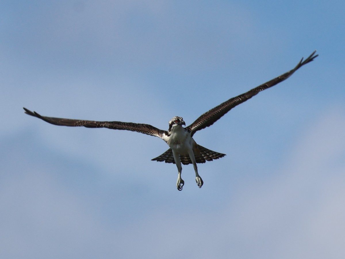 Osprey (American) - ML641334075
