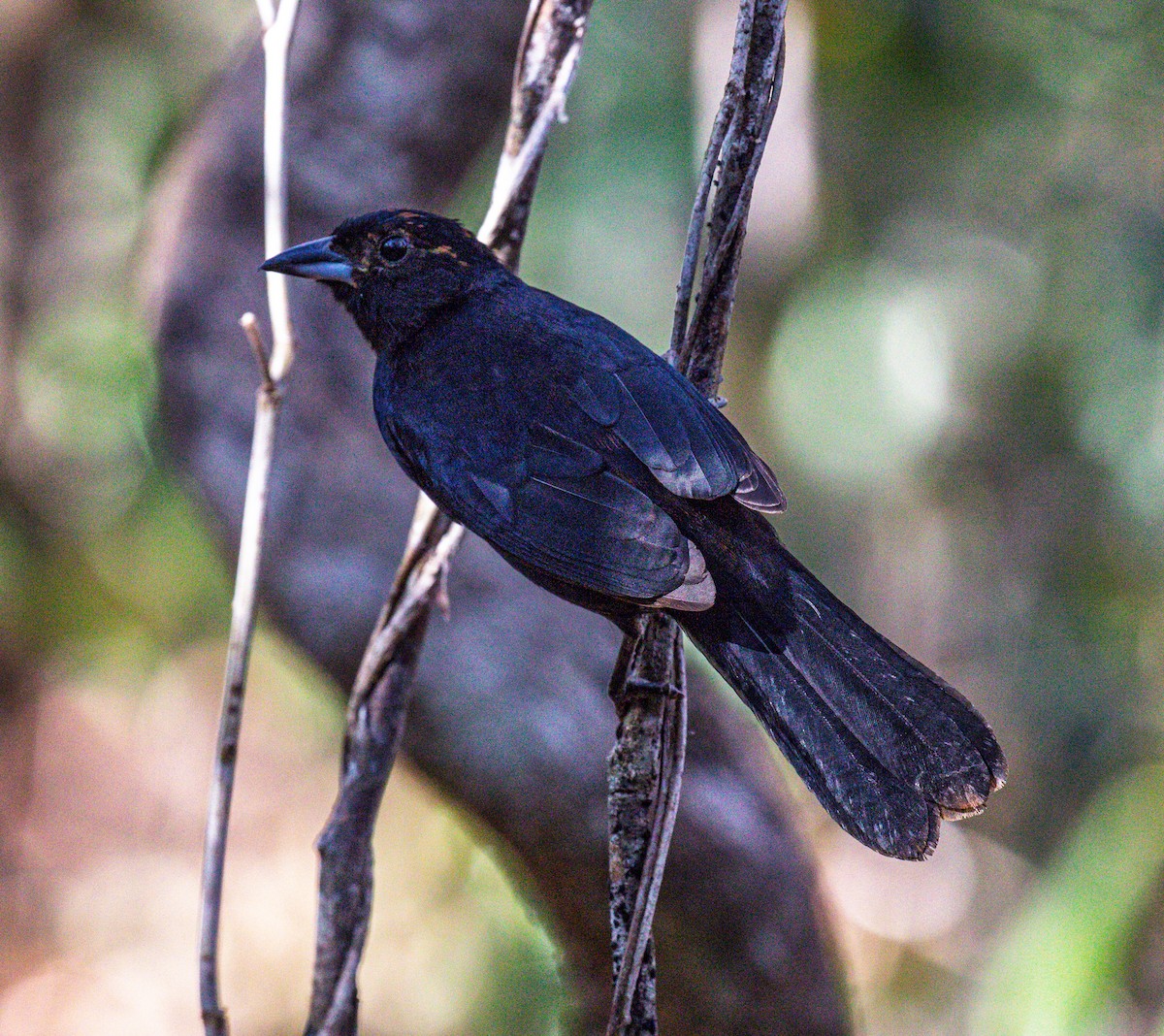 White-lined Tanager - ML641334076