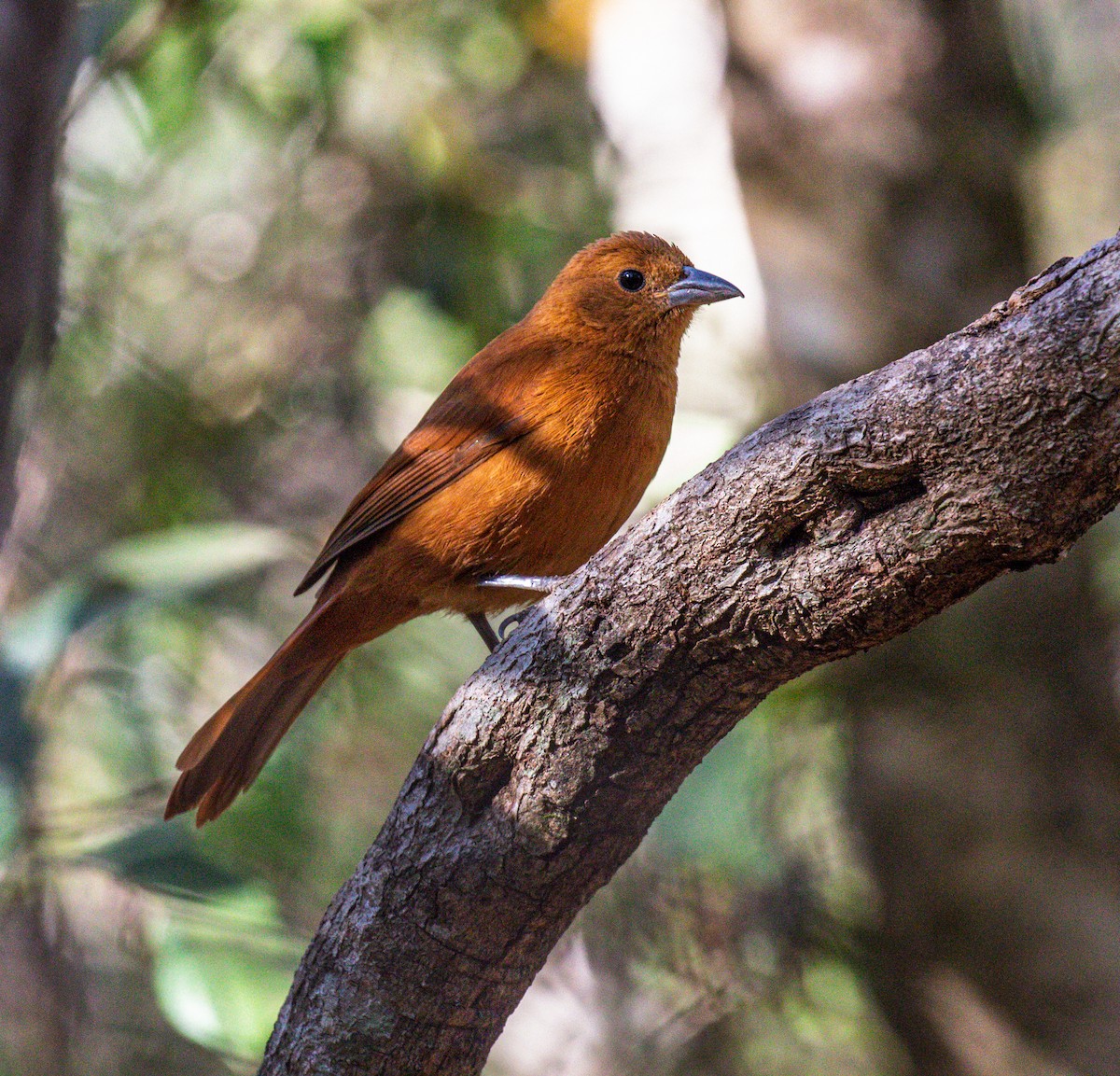 White-lined Tanager - ML641334077
