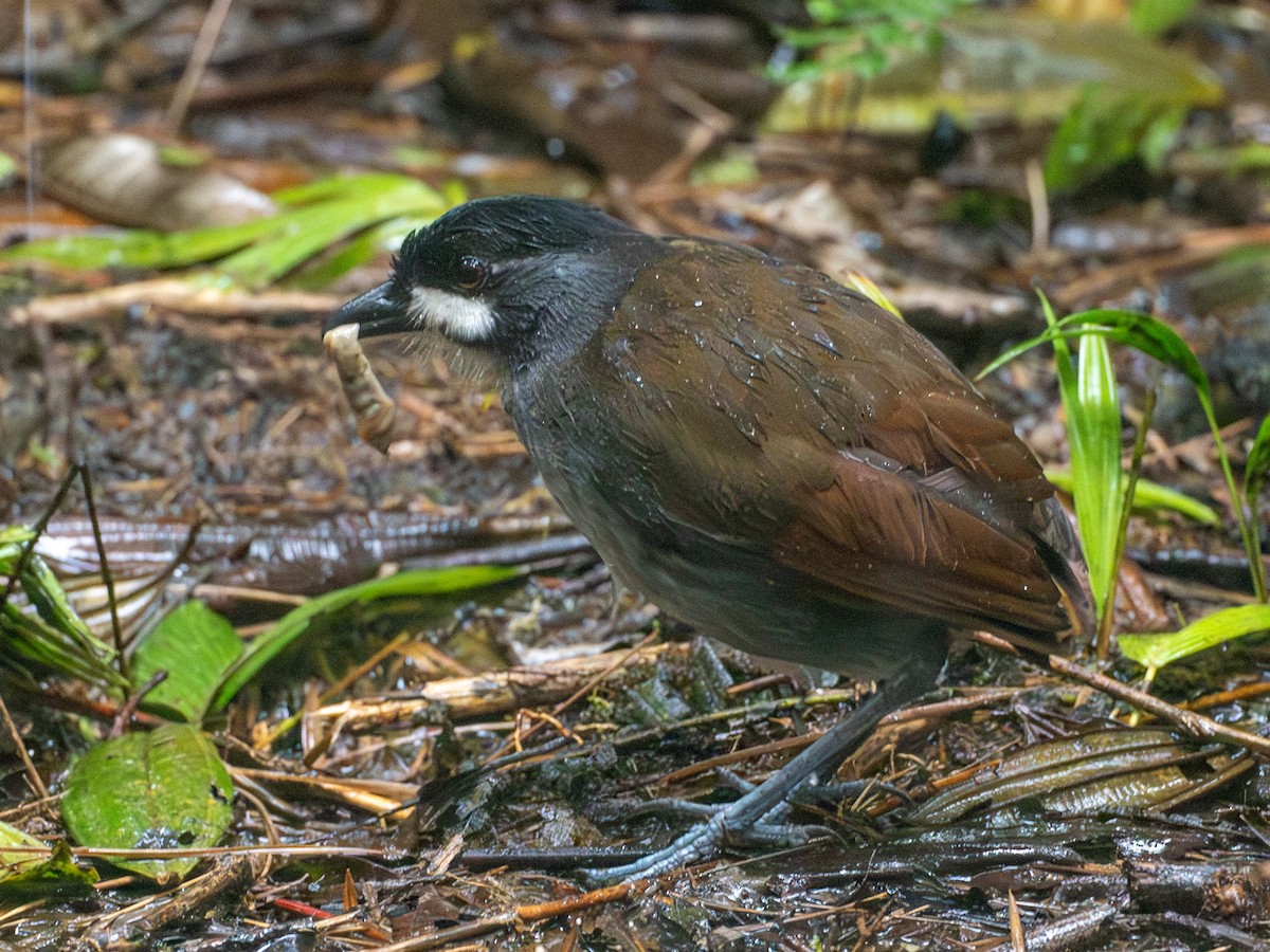 Jocotoco Antpitta - ML641334093