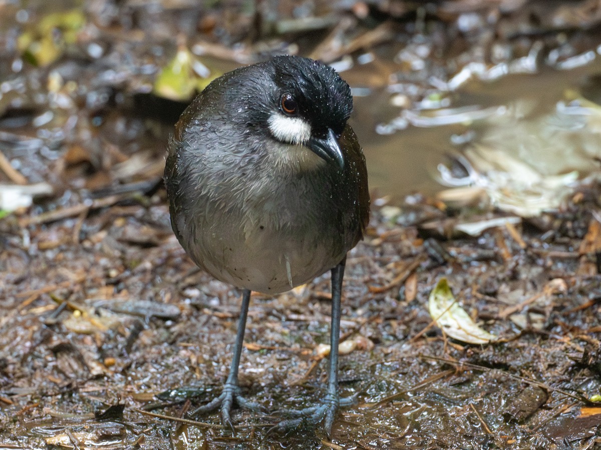 Jocotoco Antpitta - ML641334094