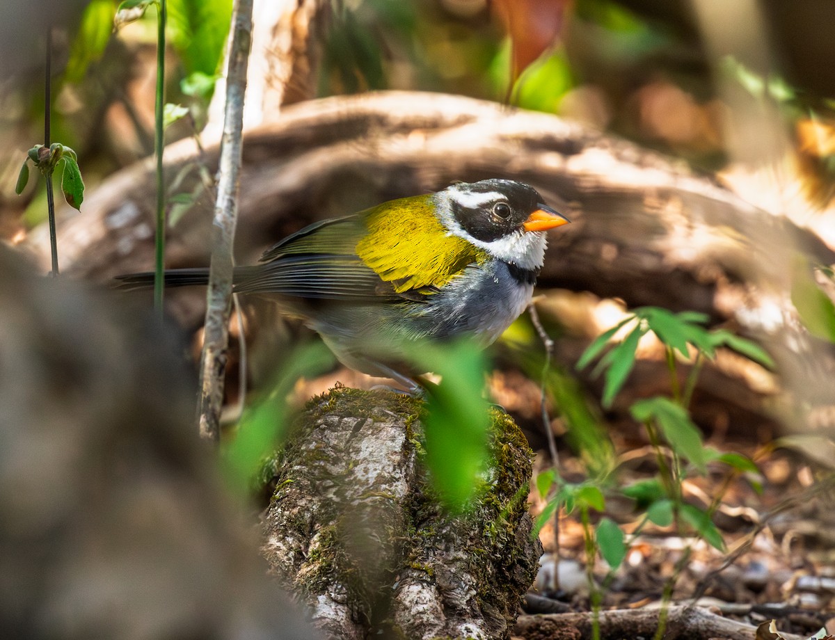 Saffron-billed Sparrow (Saffron-billed) - ML641334102