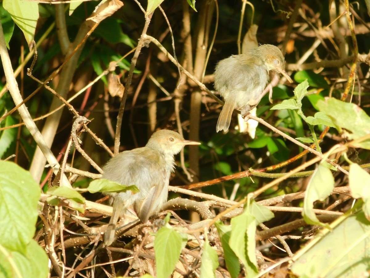 Olive-backed Tailorbird - ML641334107