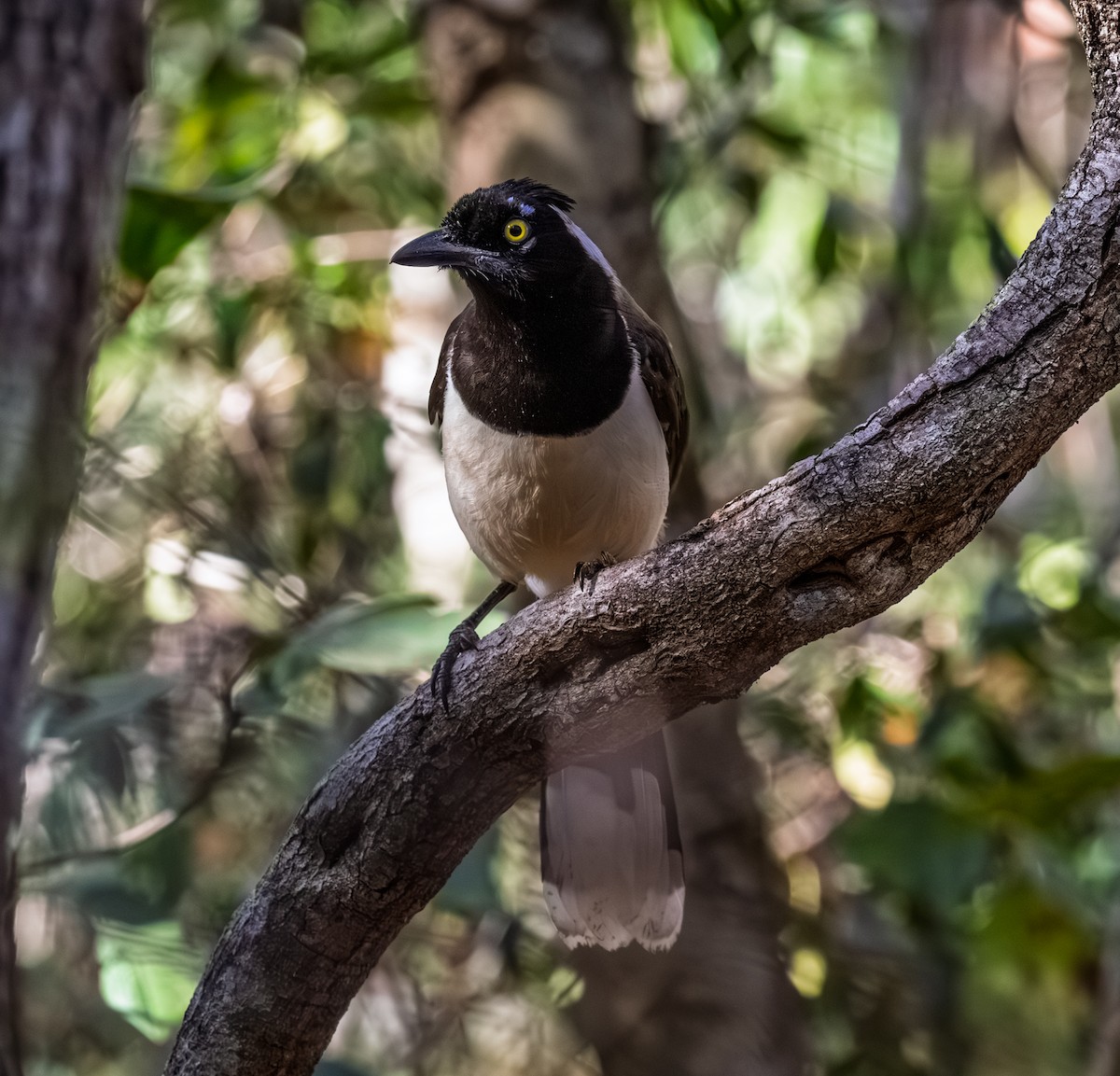 White-naped Jay - ML641334110