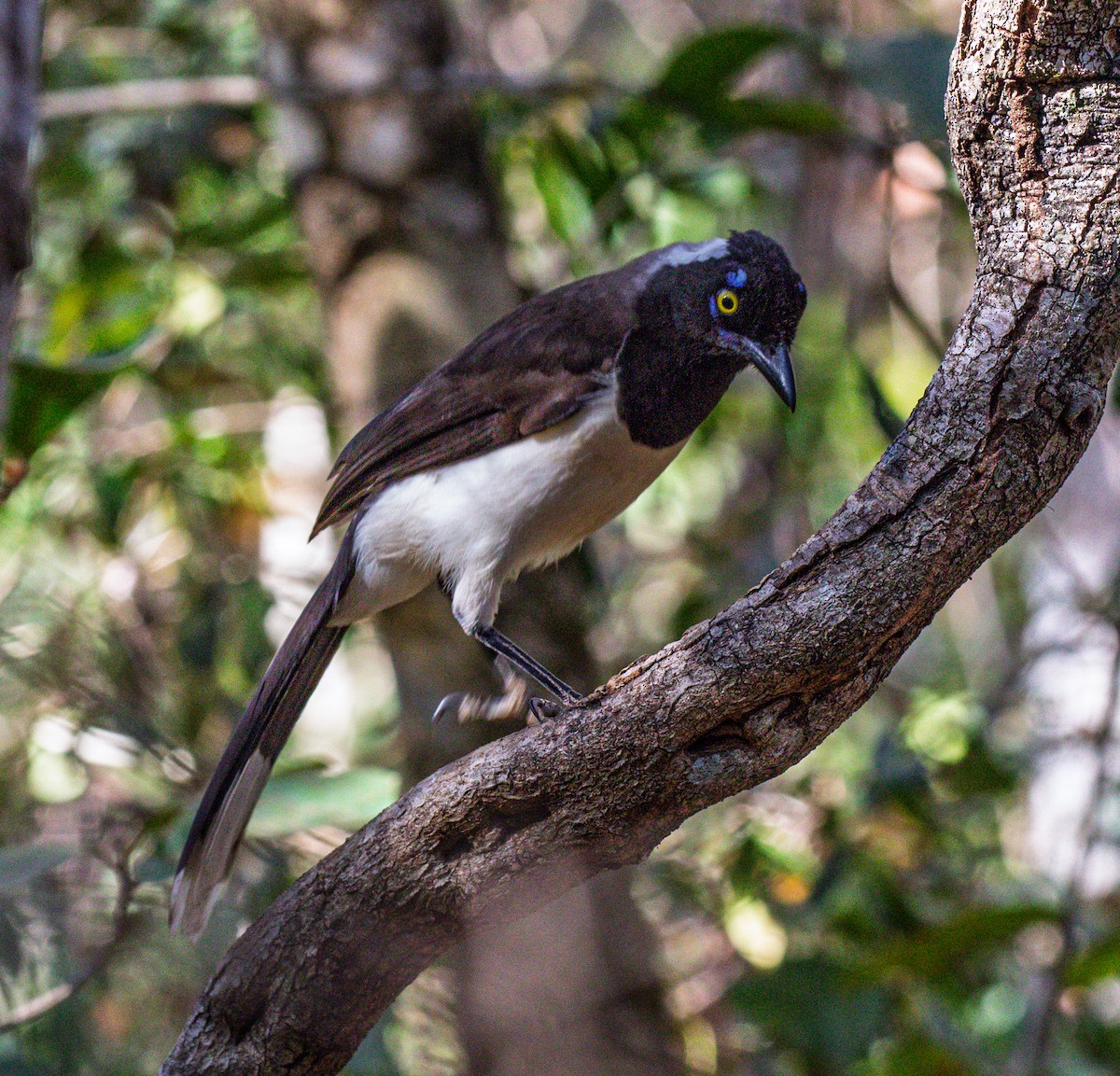 White-naped Jay - ML641334111
