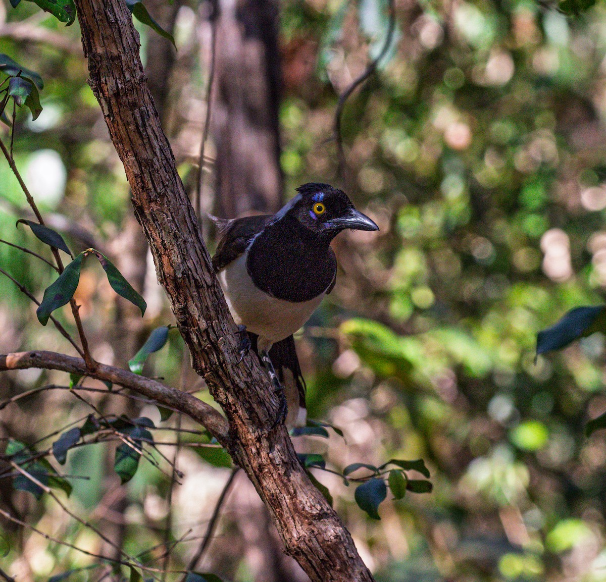 White-naped Jay - ML641334113