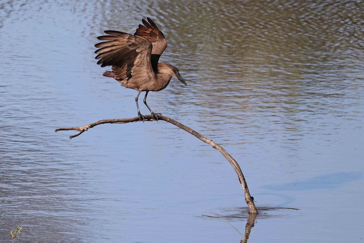 Hamerkop - ML641334115