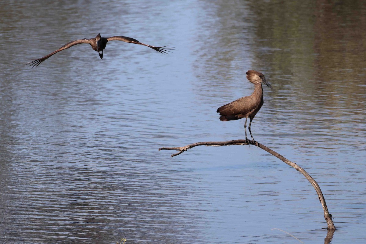 Hamerkop - ML641334116
