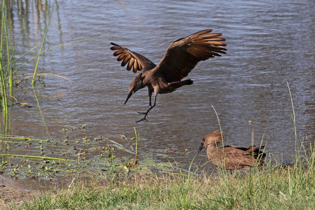 Hamerkop - ML641334117