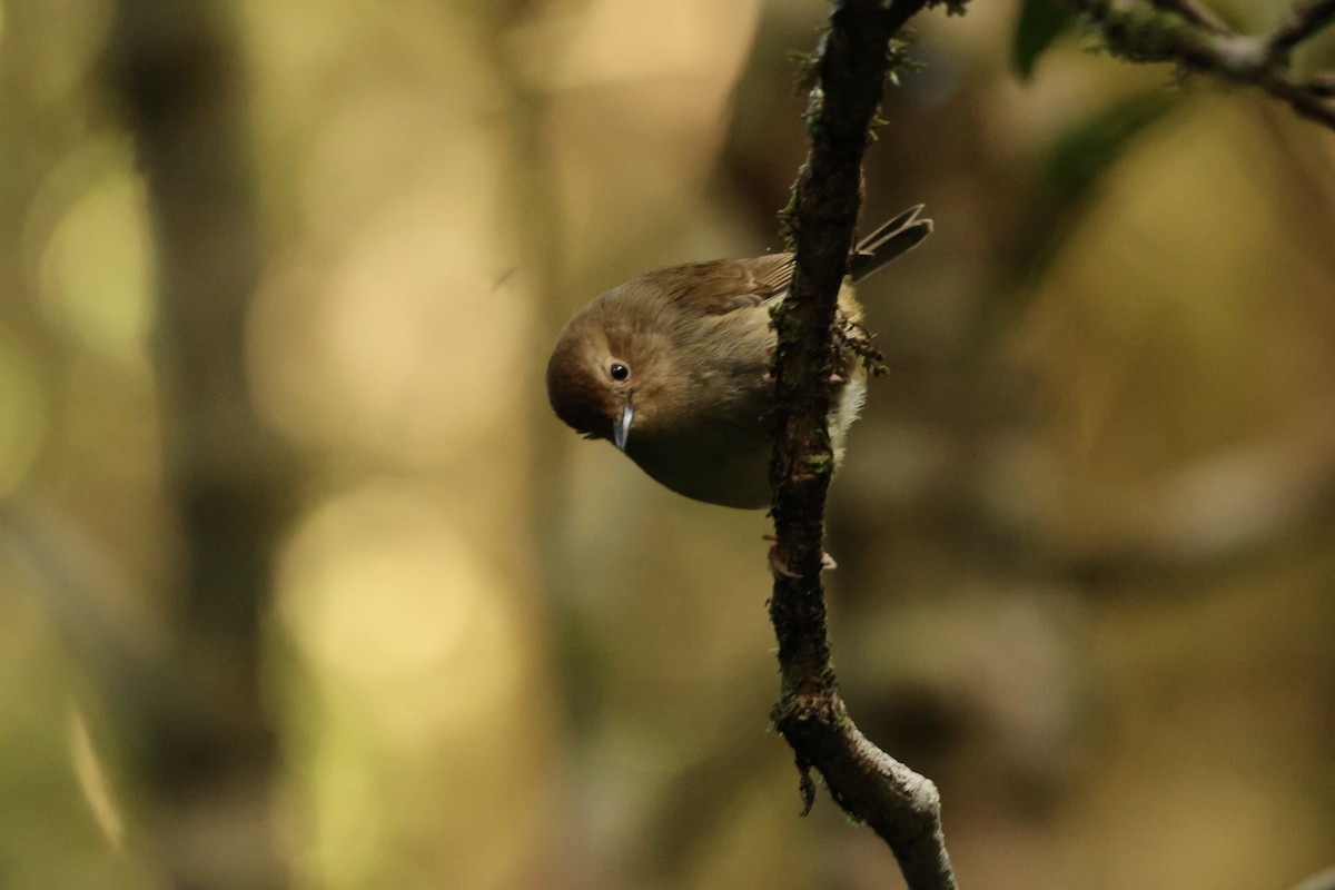 Large-billed Scrubwren - ML641334118