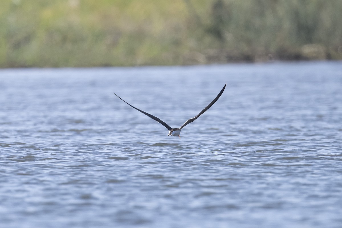 African Skimmer - ML641334119