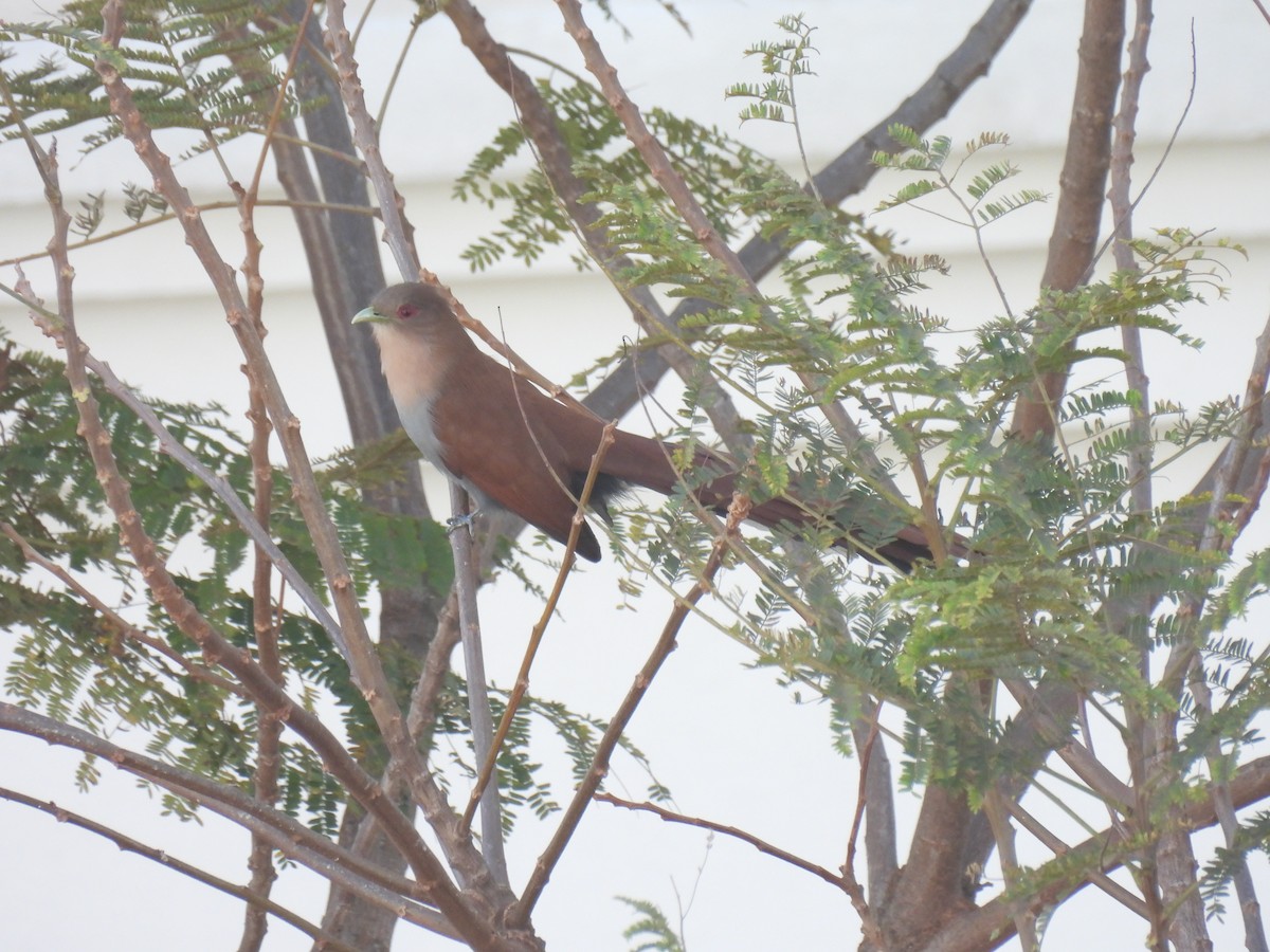 Squirrel Cuckoo - ML641334120