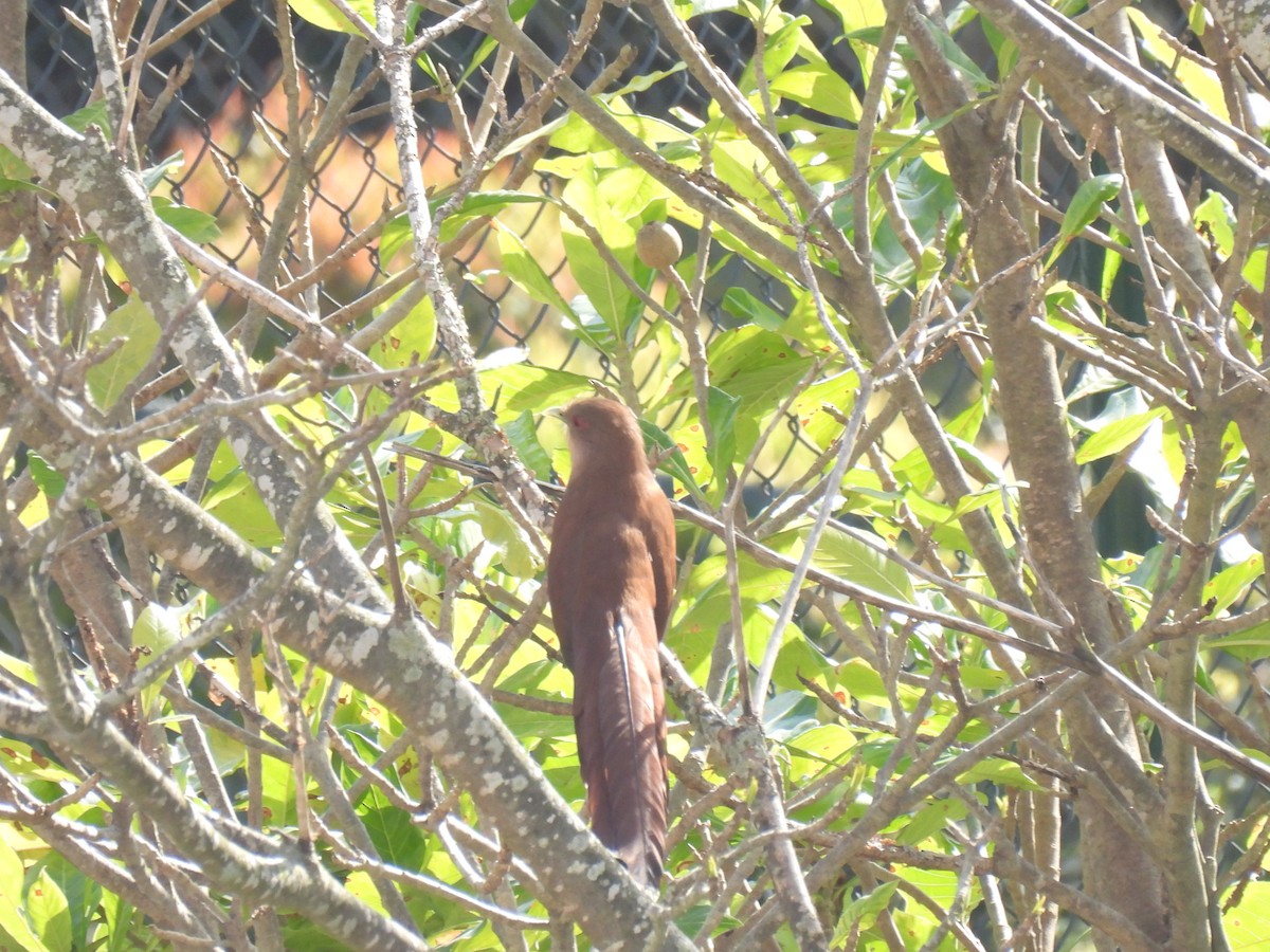 Squirrel Cuckoo - ML641334121