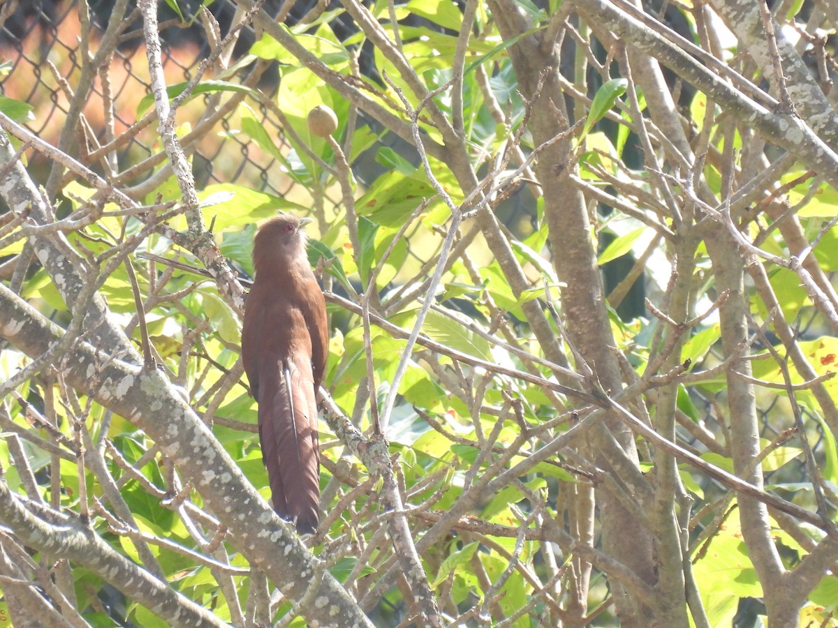 Squirrel Cuckoo - ML641334123