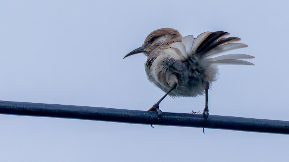 Ground Tit - ML641334124