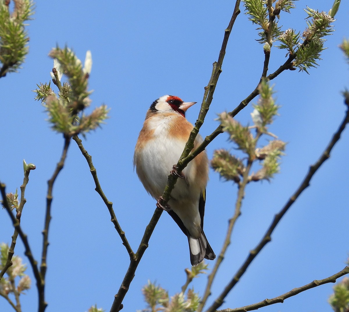 European Goldfinch - ML641334125