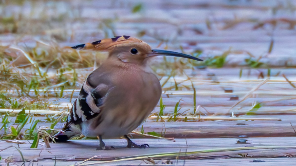 Eurasian Hoopoe - ML641334127