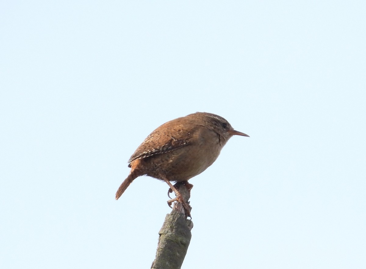 Eurasian Wren - ML641334130