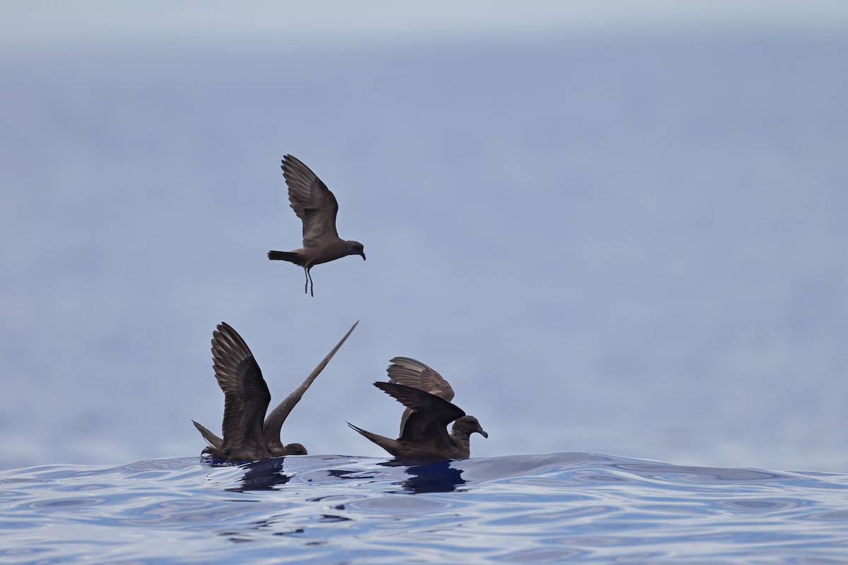 Bulwer's Petrel - ML641334131