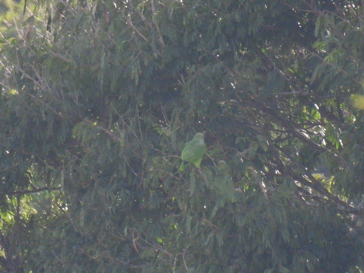 Turquoise-fronted Amazon - ML641334132
