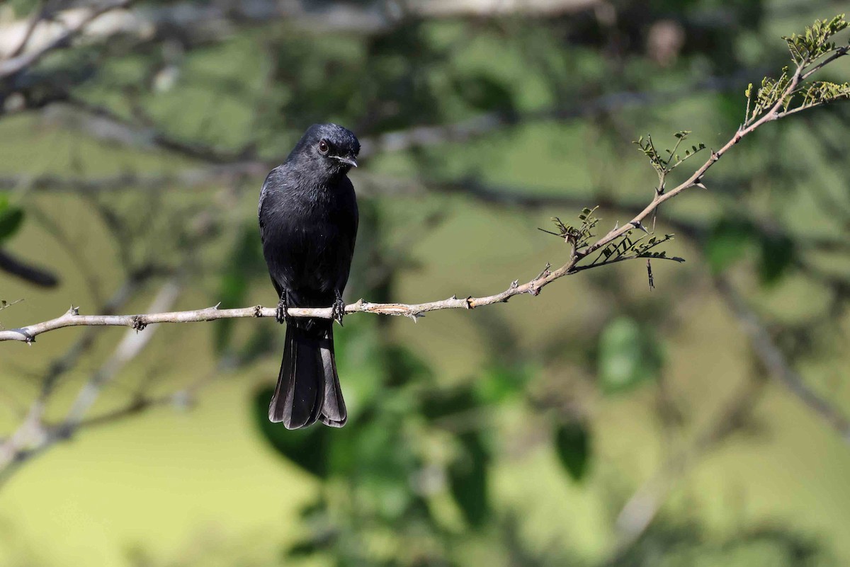 Fork-tailed Drongo - ML641334133