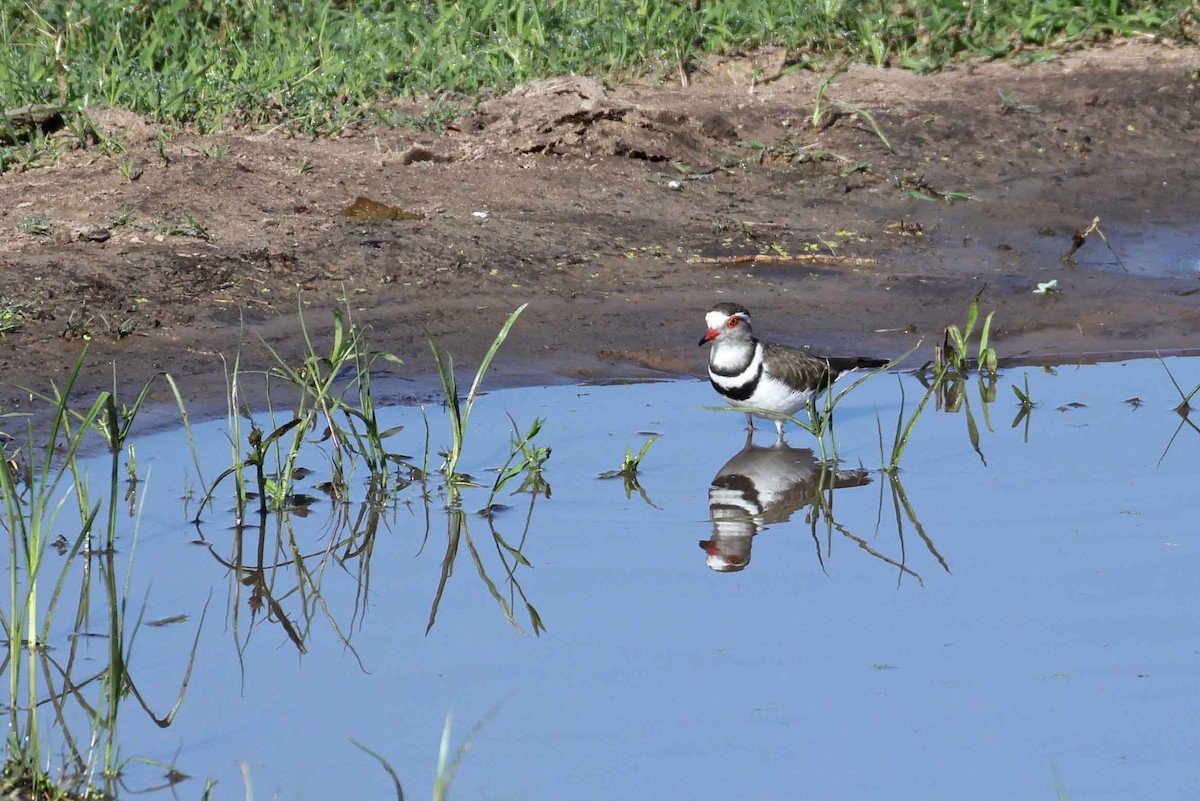 Three-banded Plover - ML641334143
