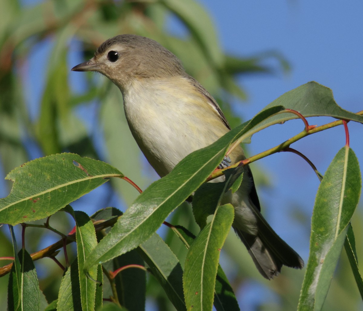 Warbling Vireo - ML641334144