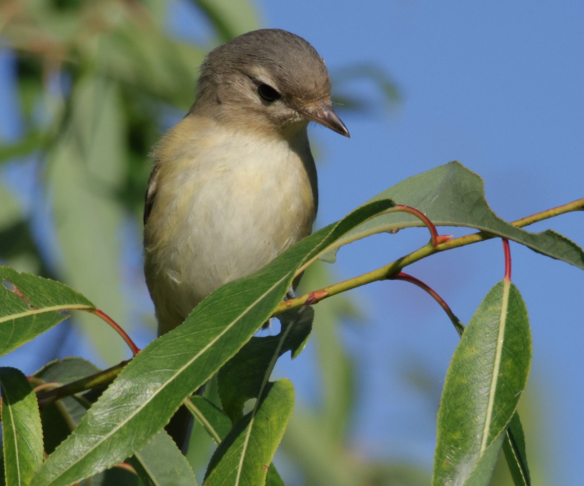 Warbling Vireo - ML641334146