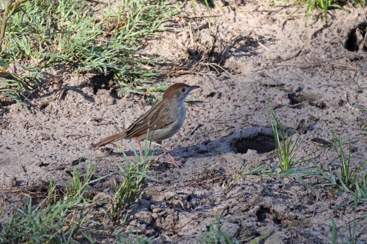 Rattling Cisticola - ML641334147