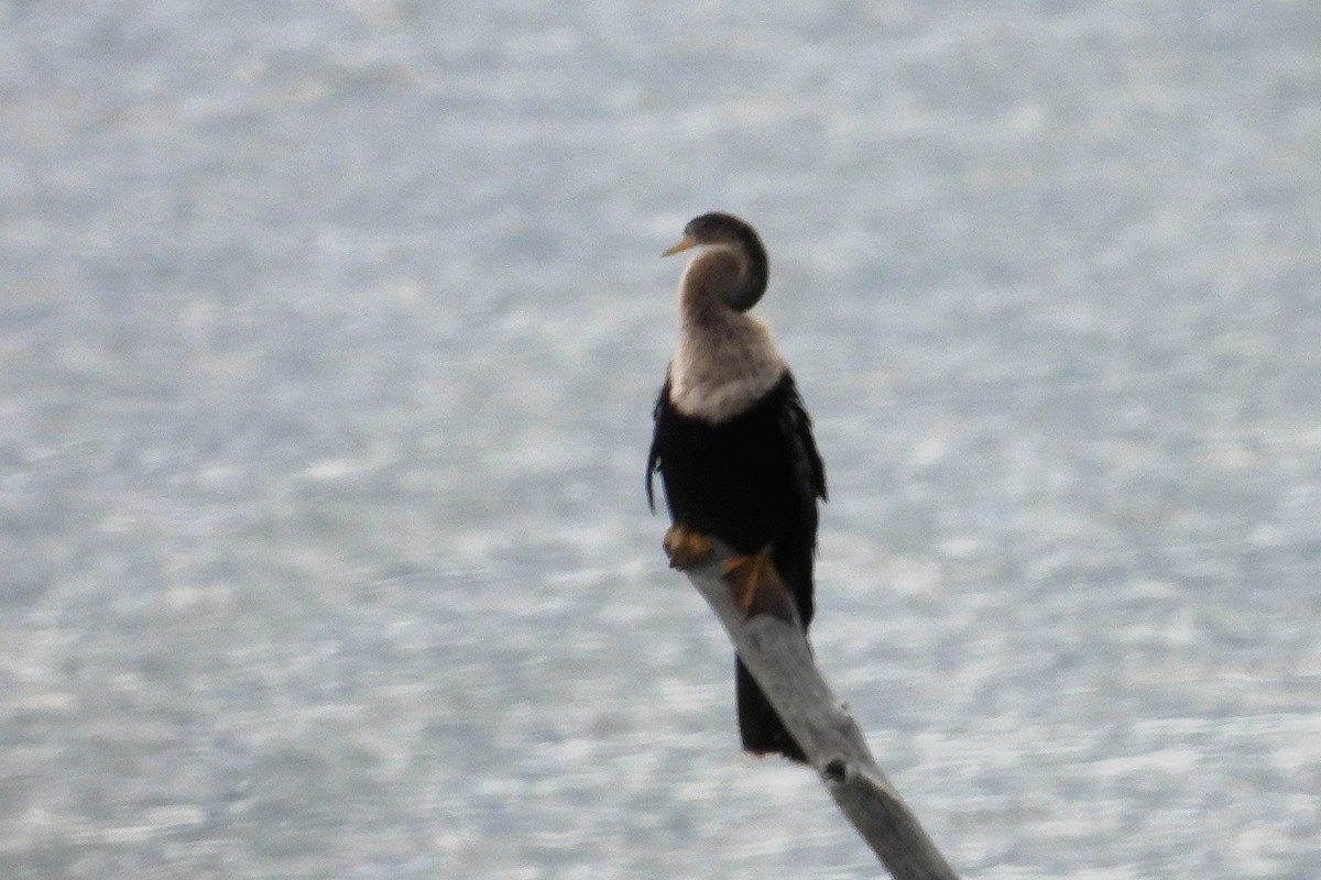 Anhinga - ML641334150