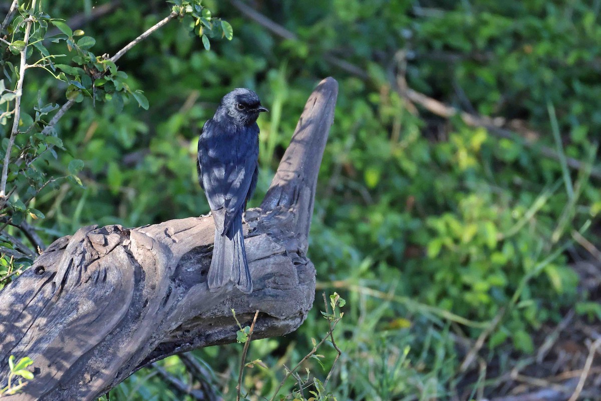 Fork-tailed Drongo - ML641334152