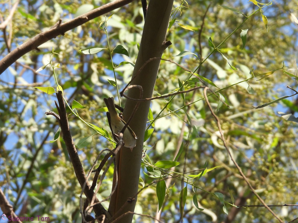 Willow Warbler - ML641334209