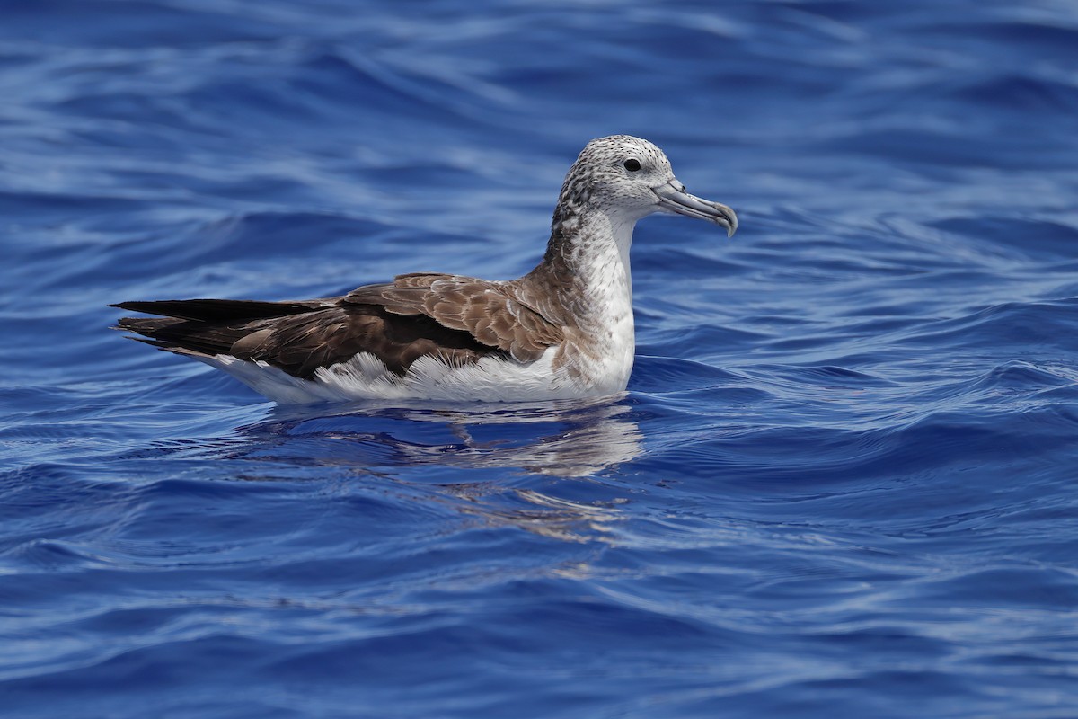 Streaked Shearwater - ML641334228