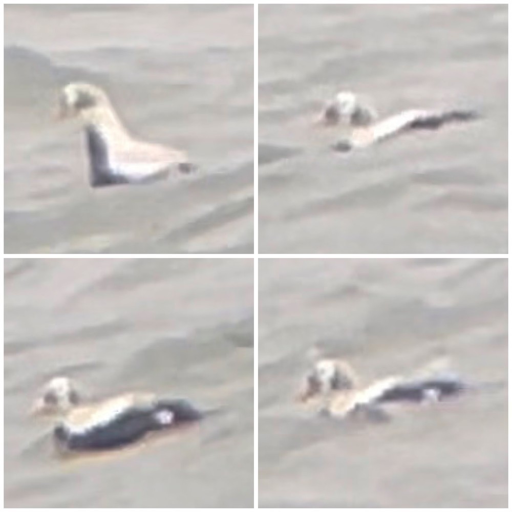 Spectacled Eider - ML641334309