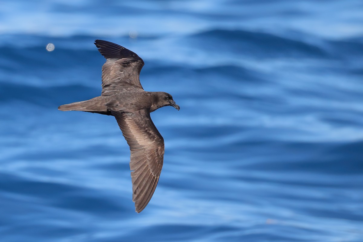 Bulwer's Petrel - ML641334321