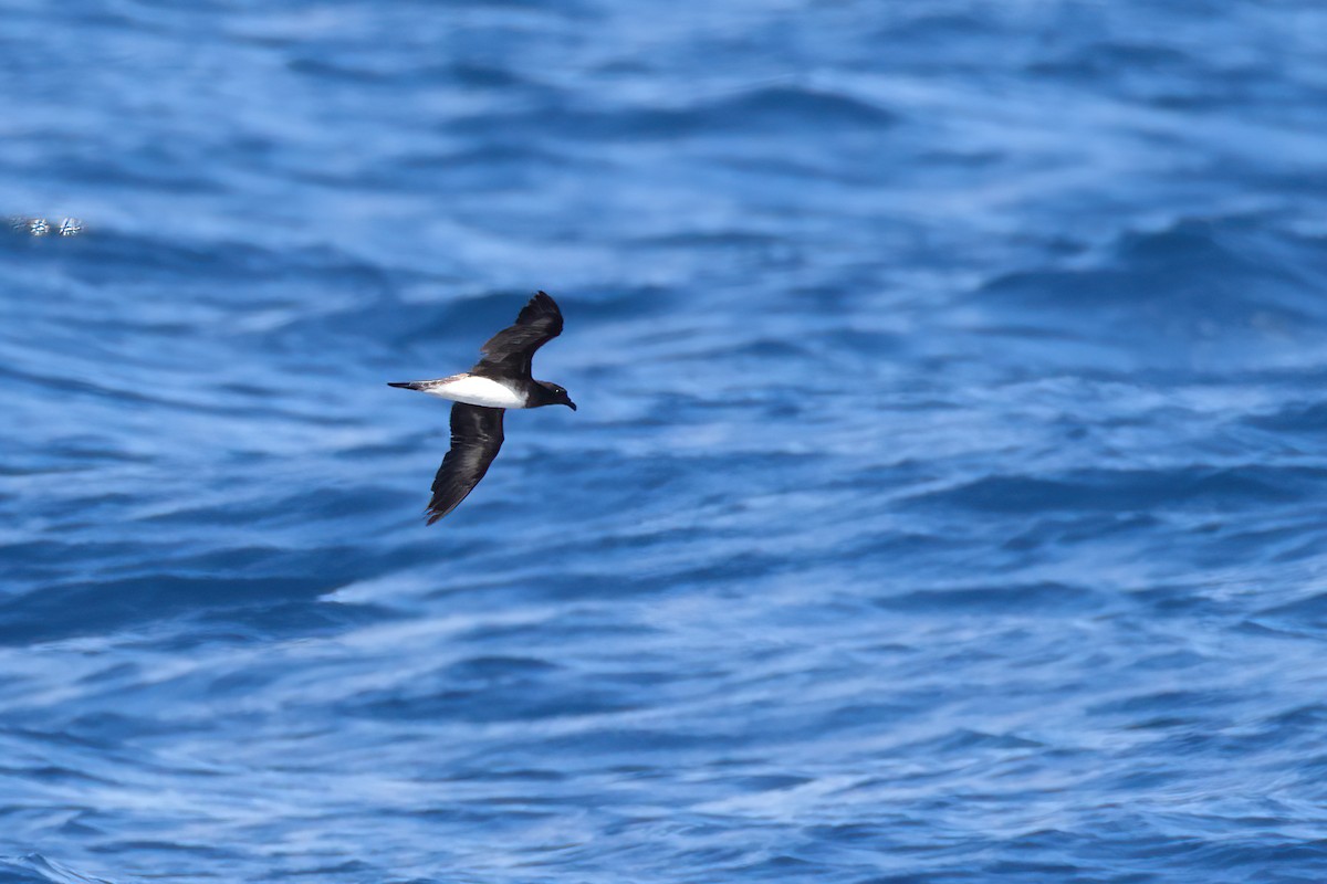 Tahiti Petrel - ML641334335