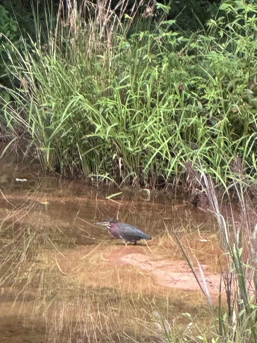 アメリカササゴイ - ML641334339