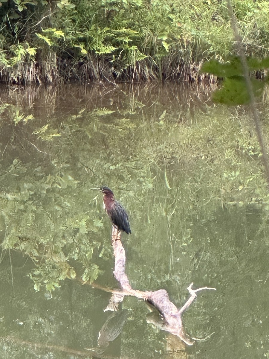 アメリカササゴイ - ML641334340