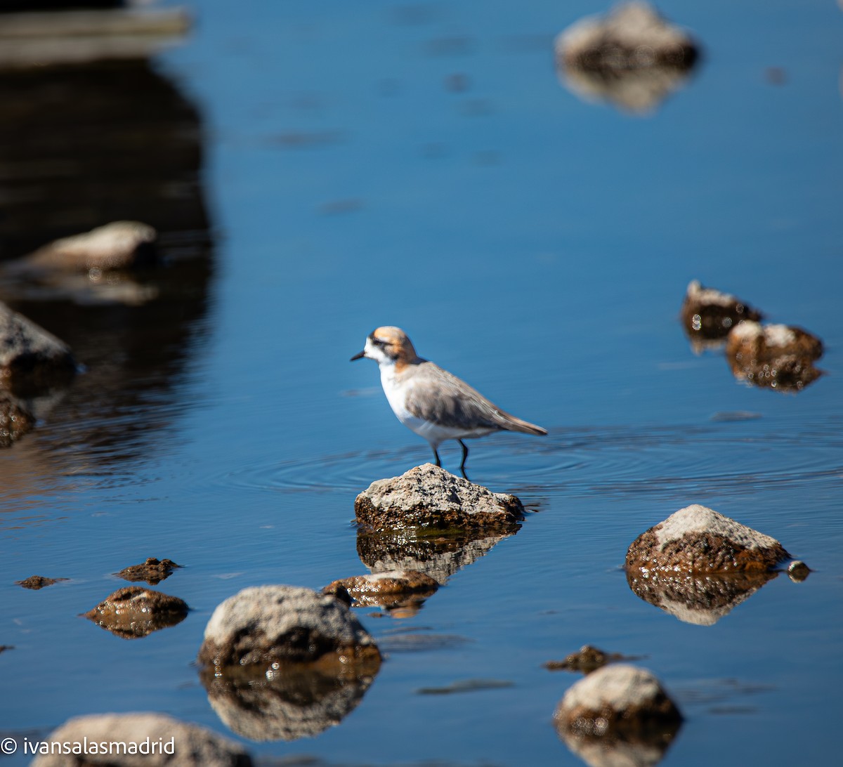Puna Plover - ML641334354