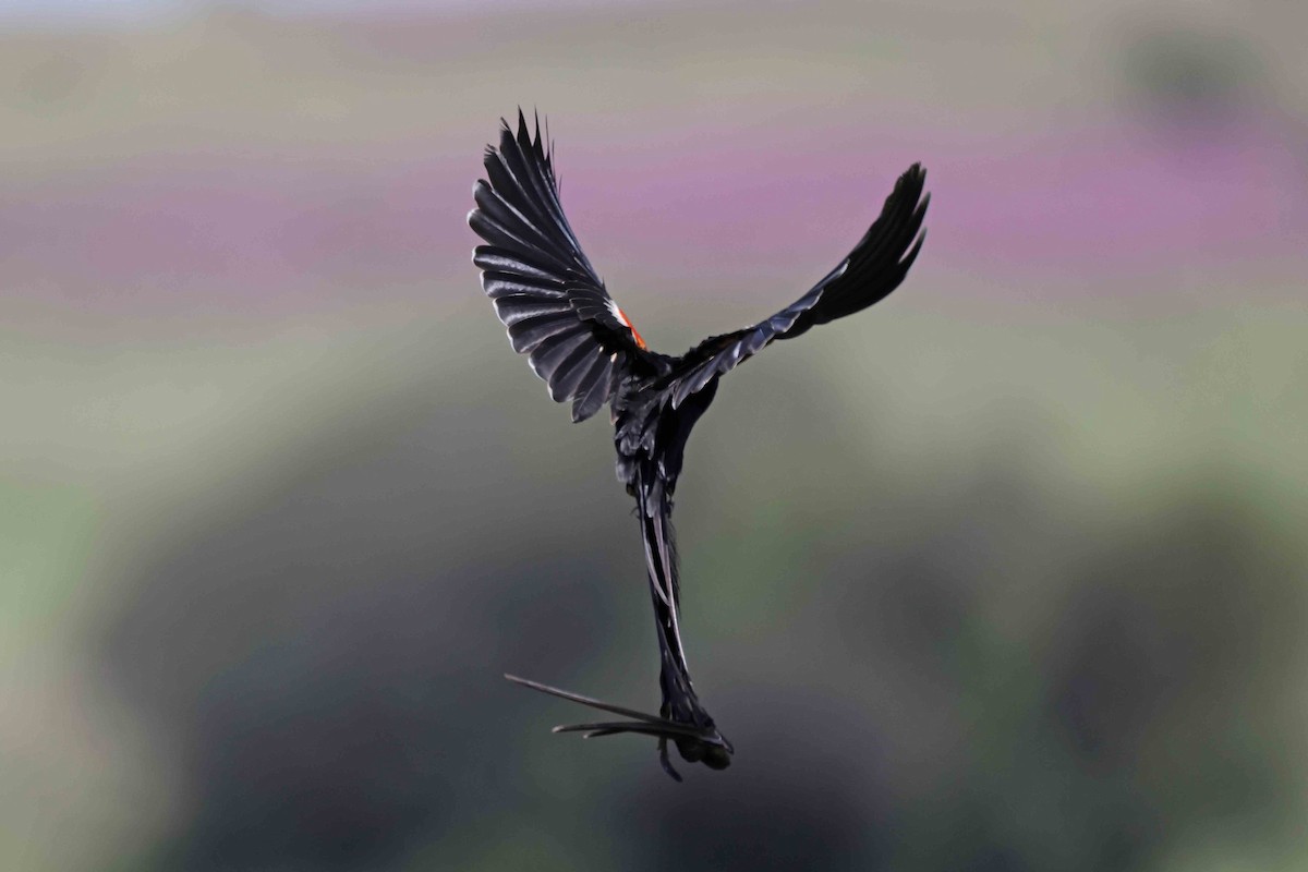 Long-tailed Widowbird - ML641334399