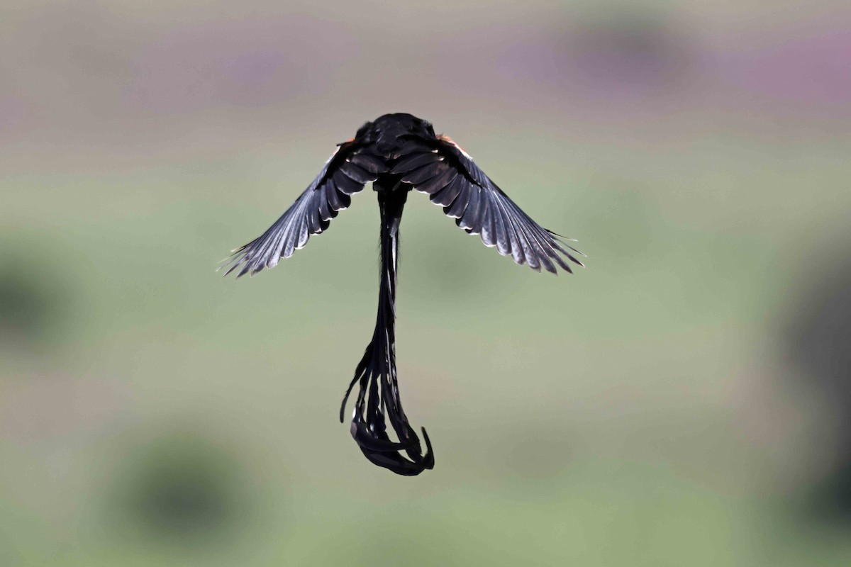 Long-tailed Widowbird - ML641334401