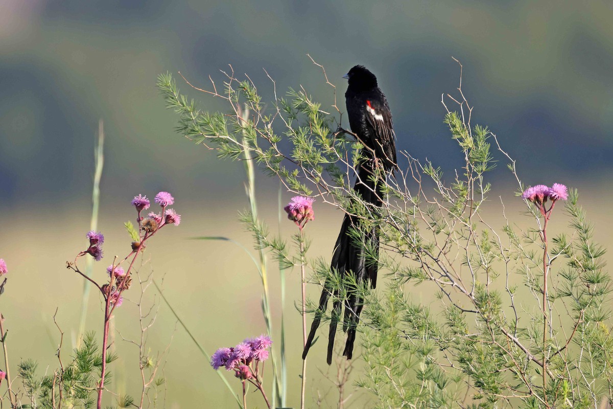 Long-tailed Widowbird - ML641334402