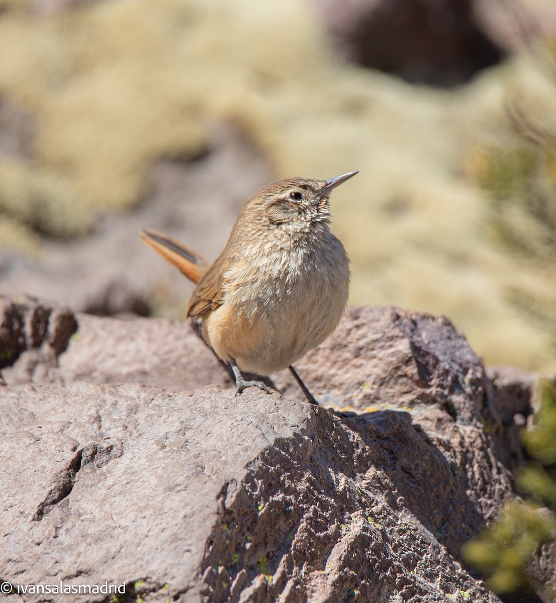 Cordilleran Canastero - ML641334406