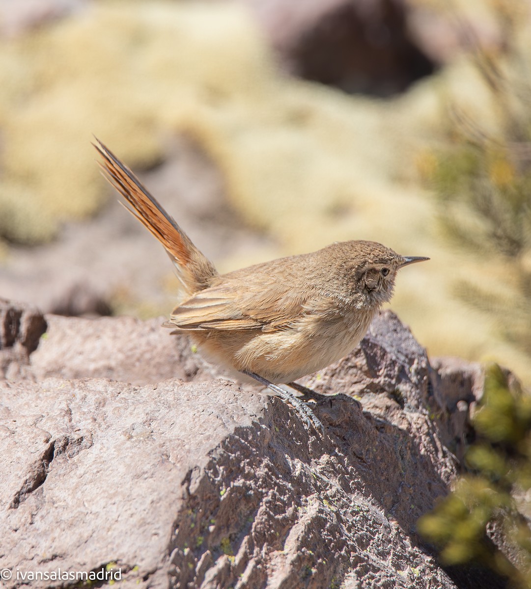 Cordilleran Canastero - ML641334407