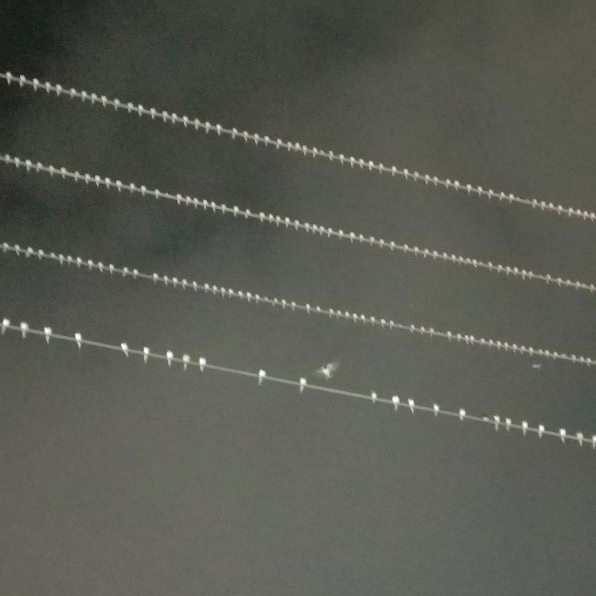 Barn Swallow - ML641334411