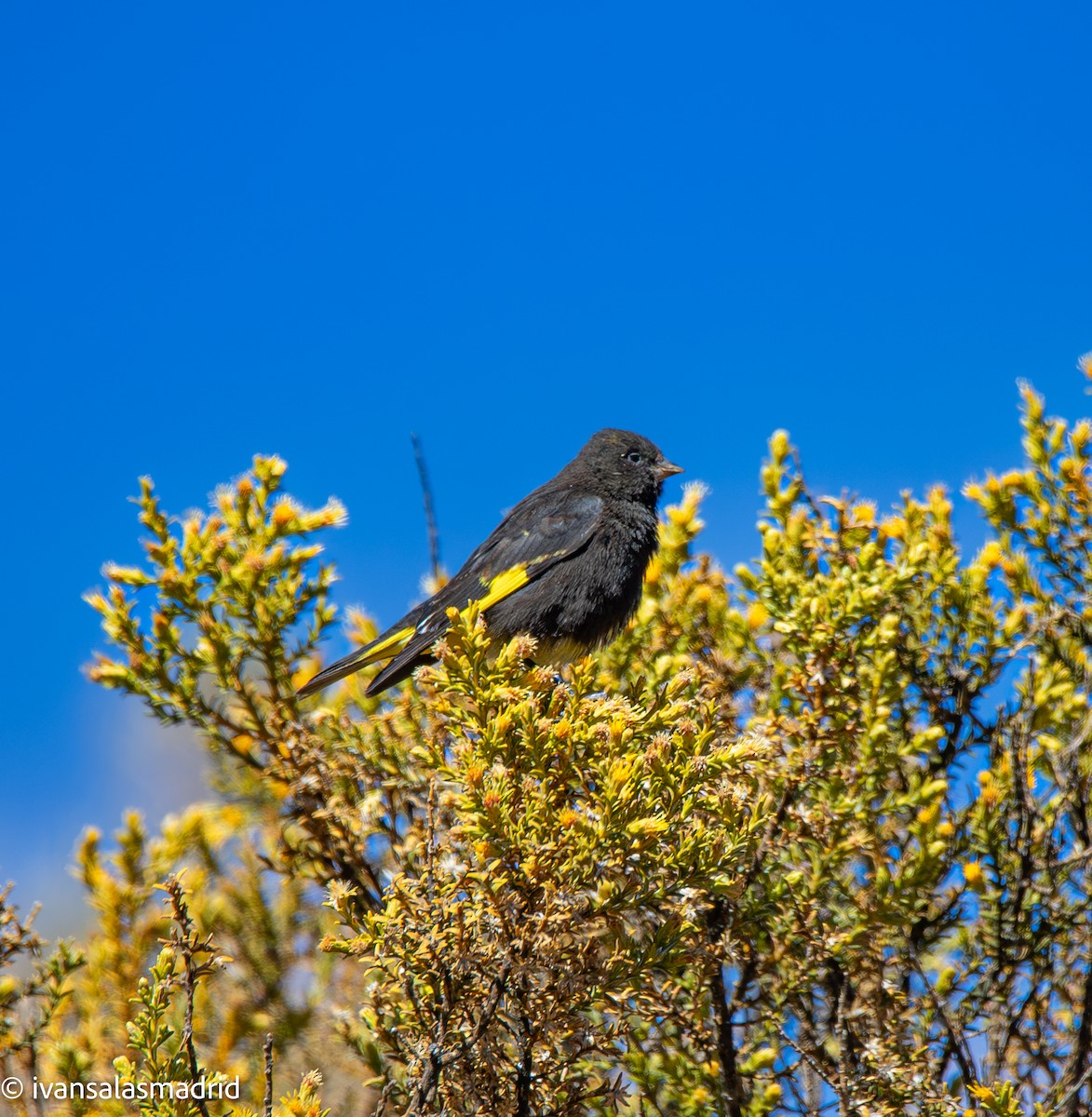 Black Siskin - ML641334414
