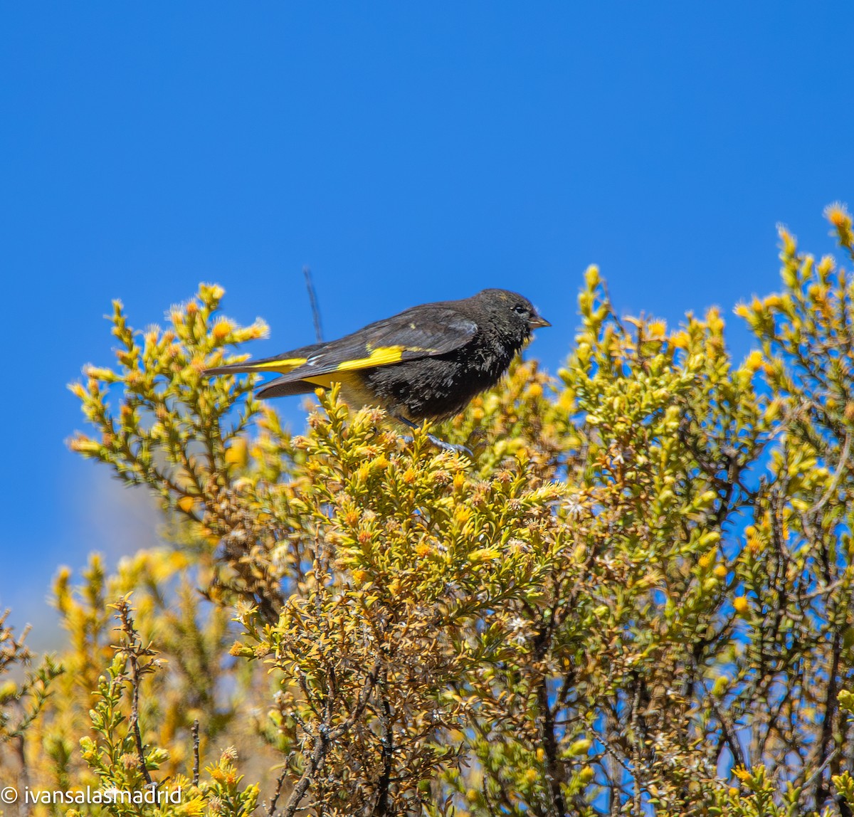 Black Siskin - ML641334415
