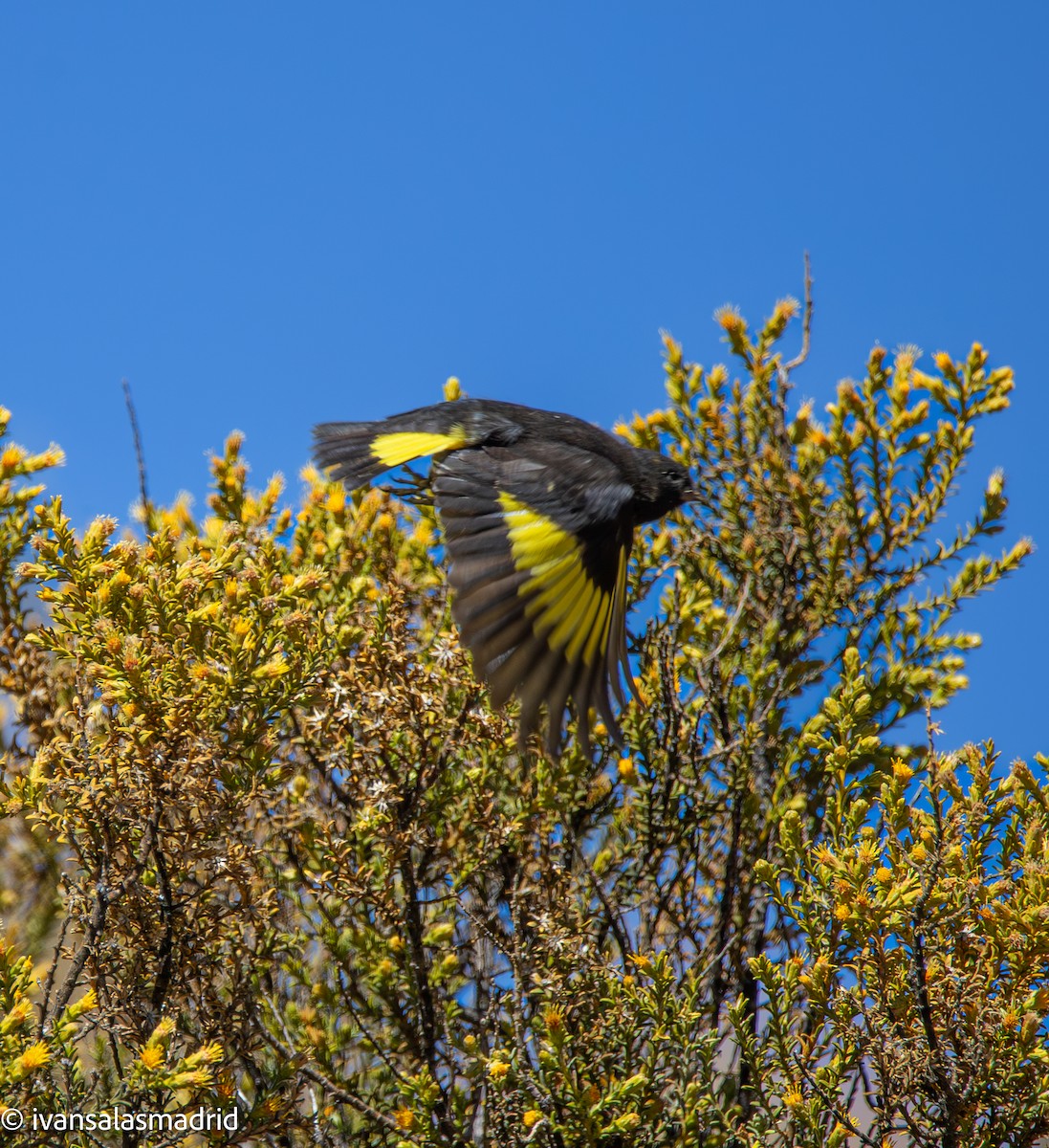 Black Siskin - ML641334416