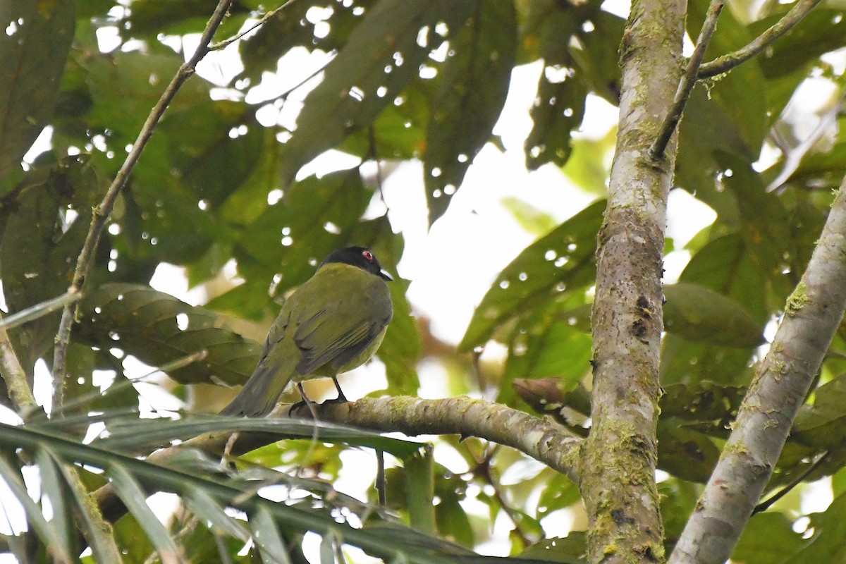 Black-headed Berryeater - ML641334429